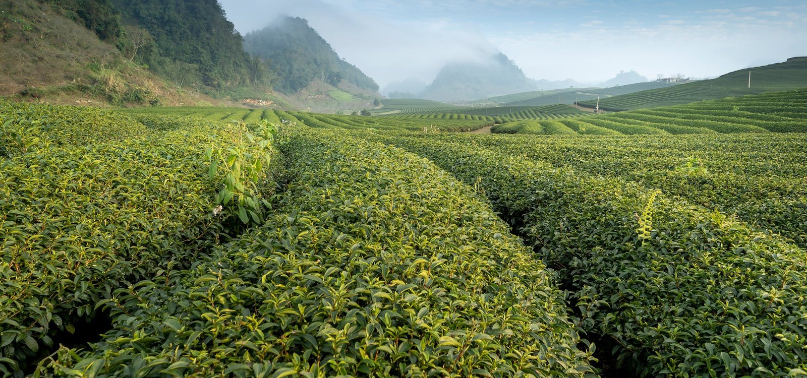 Tea plantations on the slopes of Mount Kenya