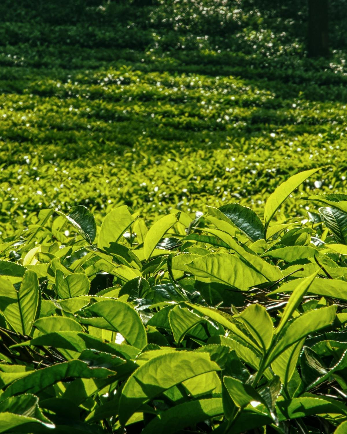 Close-up of Kenyan tea leaves