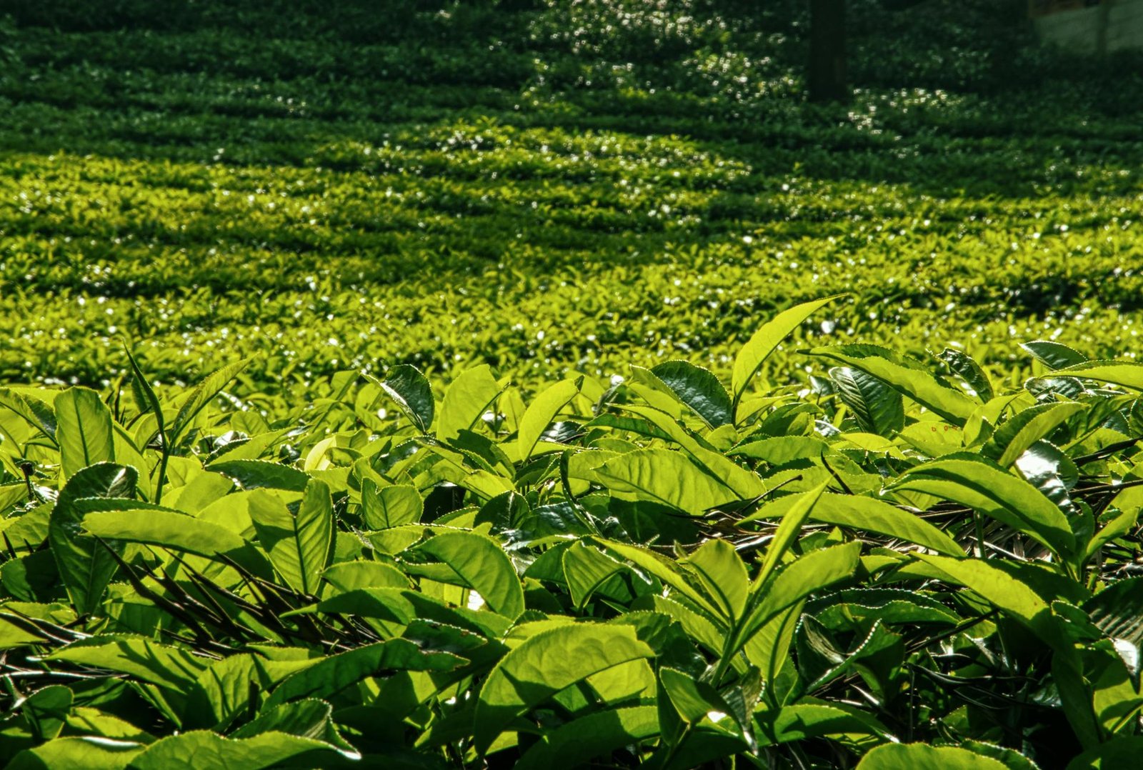 Fresh tea leaves in sunlight