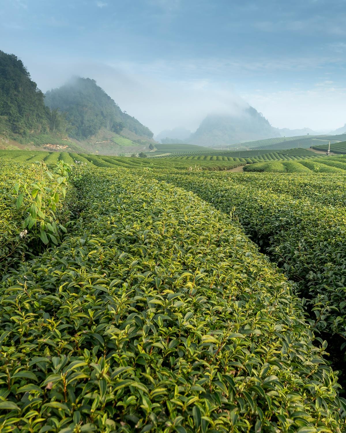 Tea plantation in the Kenyan highlands at sunrise