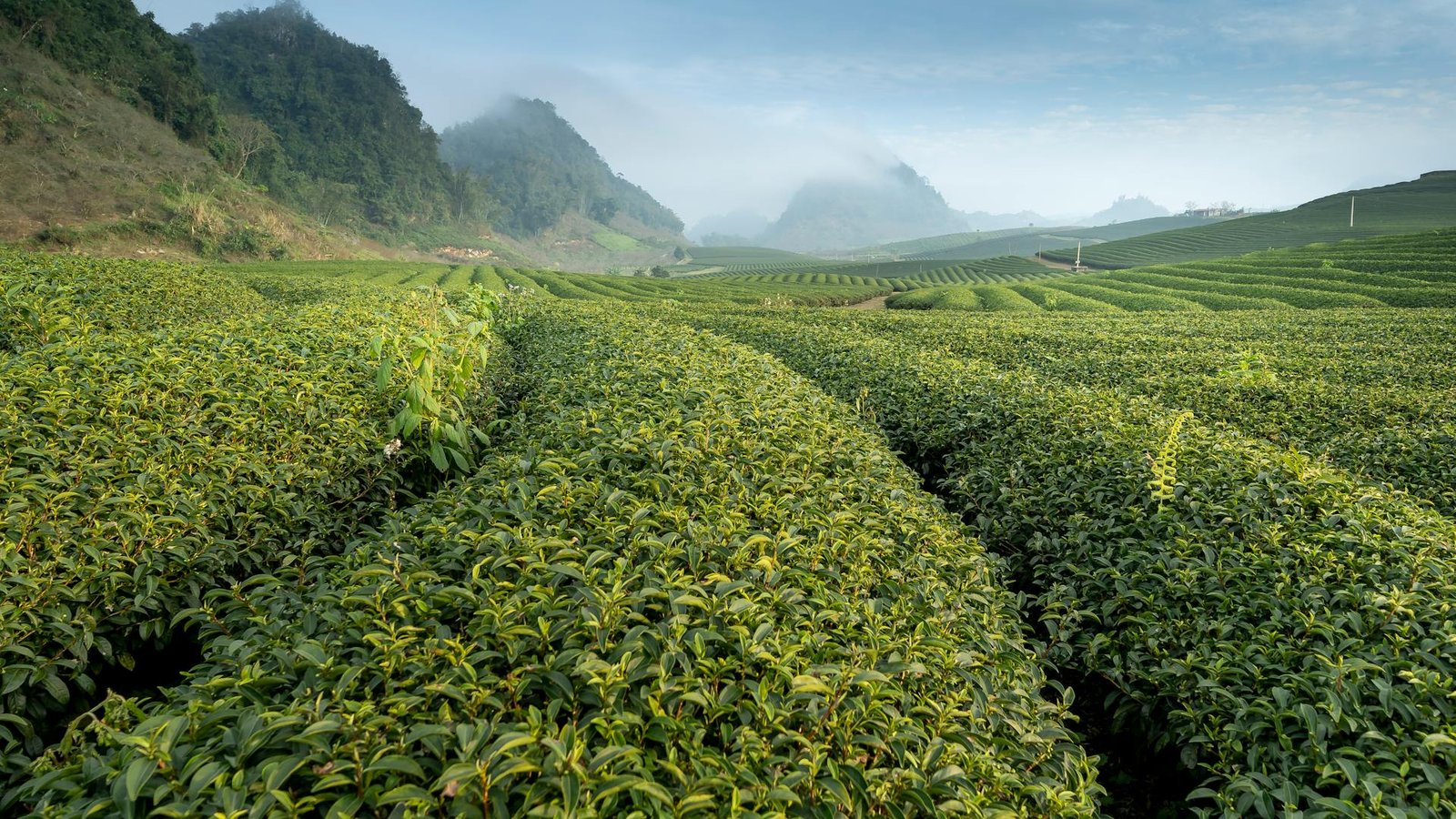 Misty tea plantation in the Kenyan highlands