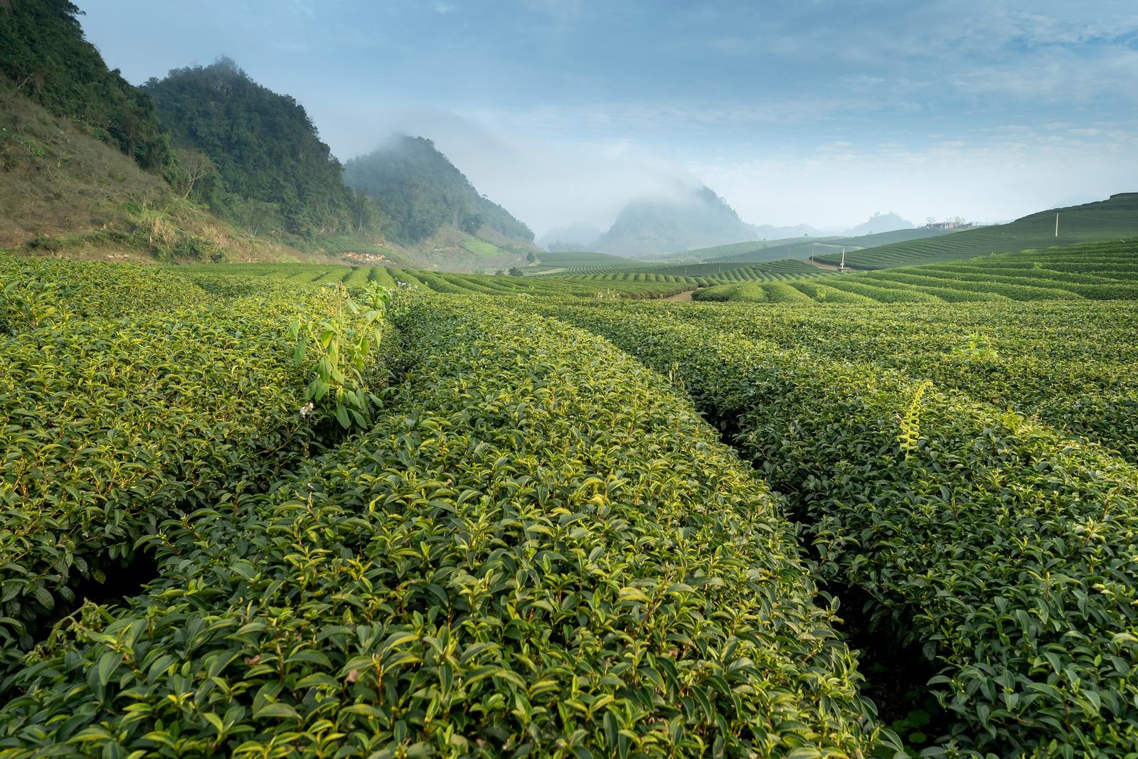 Tea plantation in the Kenyan highlands